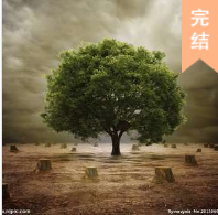 紫樹