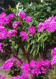詠花