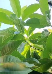 現當代詩歌朗讀專輯